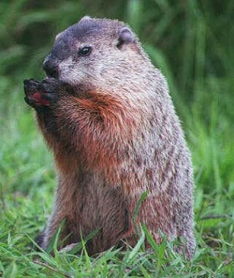 image of Woodchuck Eating